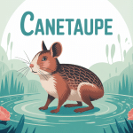 illustration canetaupe zone humide lever du jour