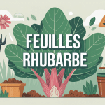 que faire avec les feuille de rhubarbe illustration jardin sécurité
