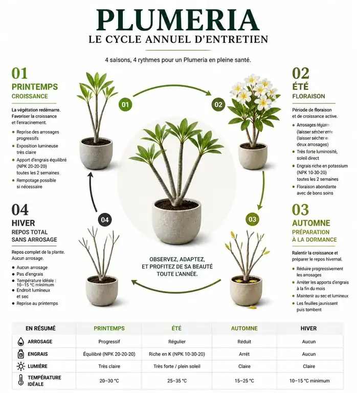 Infographie du cycle d'entretien annuel du Plumeria ou frangipanier