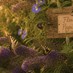 Fleur papillon Buddleja et pois papillon avec papillons