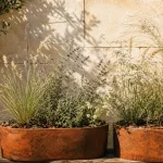 Plante soleil en plein sud : vivaces et graminées en pot sur balcon